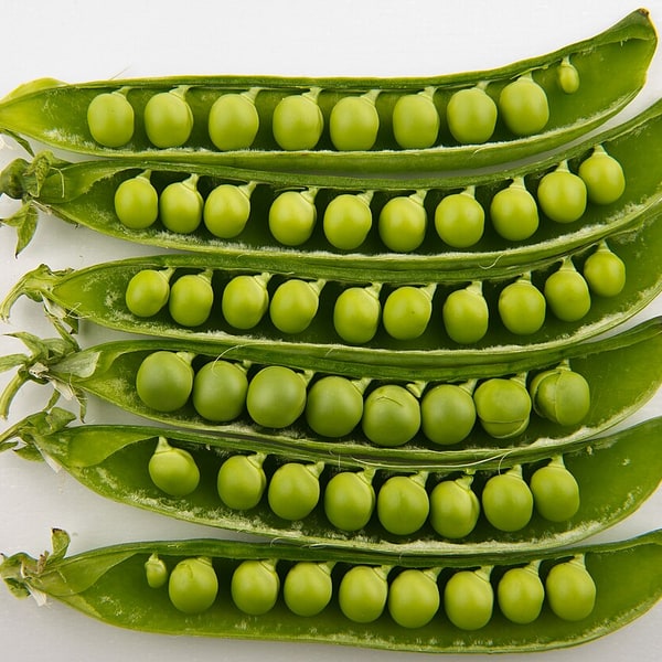 Pea Seed