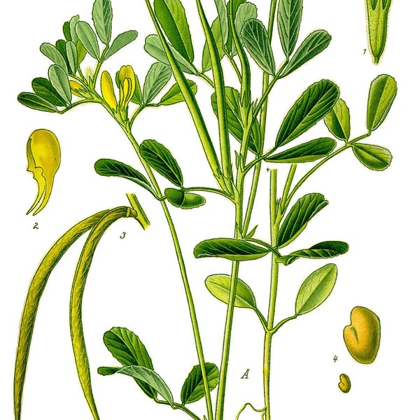 Fenugreek Seed for sowing