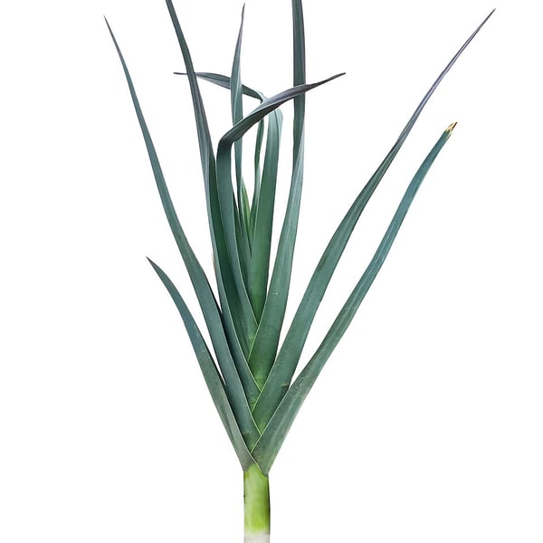 Leek Seed