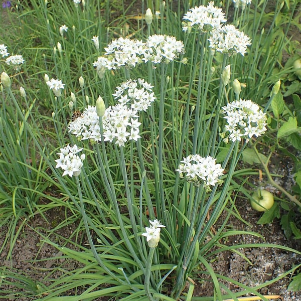 Garlic Chive Seed