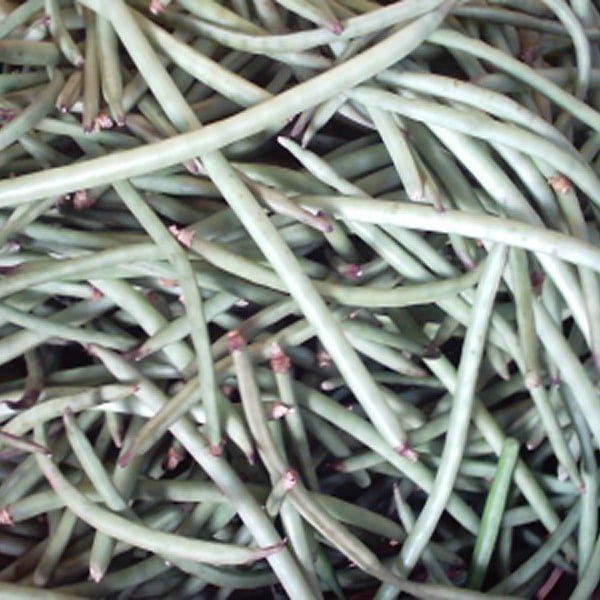 Cowpea Seed