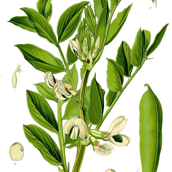 Broad Bean Seed