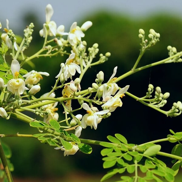 Drumstick/Moringa Seed