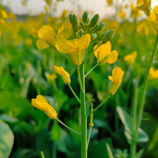 Mustard Leaf Seed