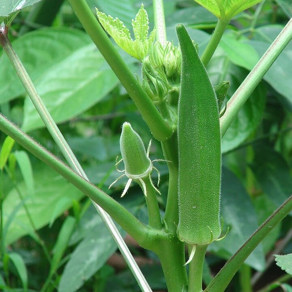Hybrid Okra Seed