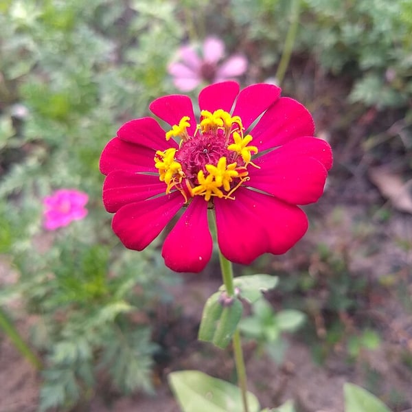 Zinnia Seed