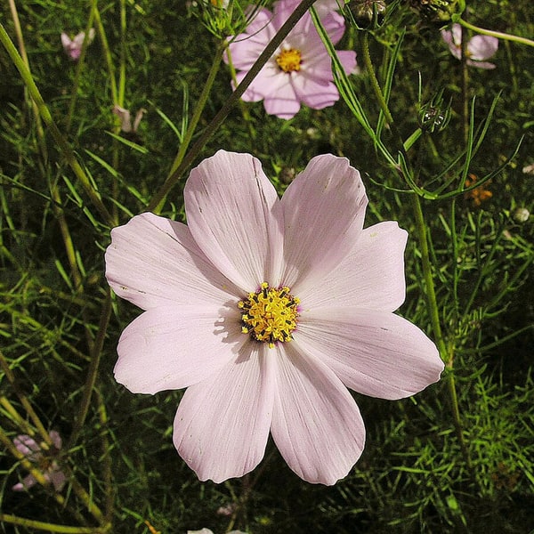 Cosmos Seed