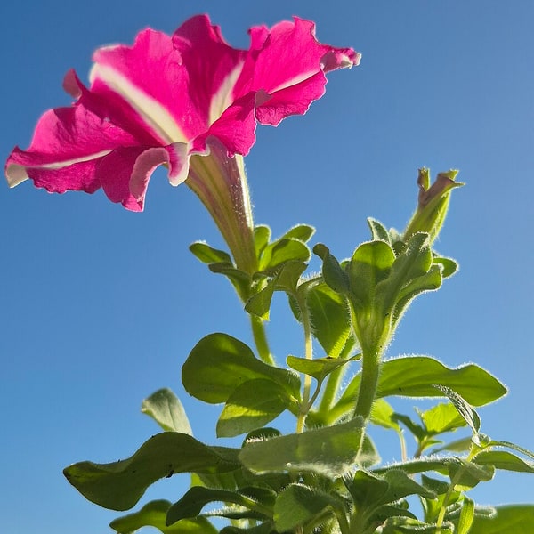 Petunia Seed
