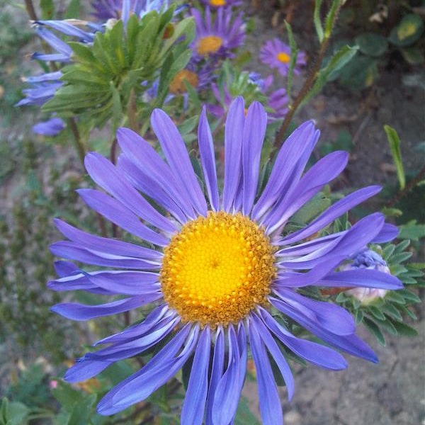 Aster Seed