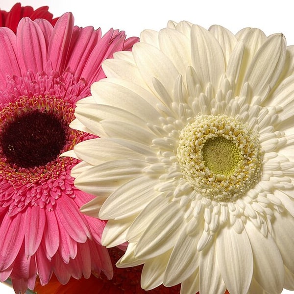 Gerbera Seed