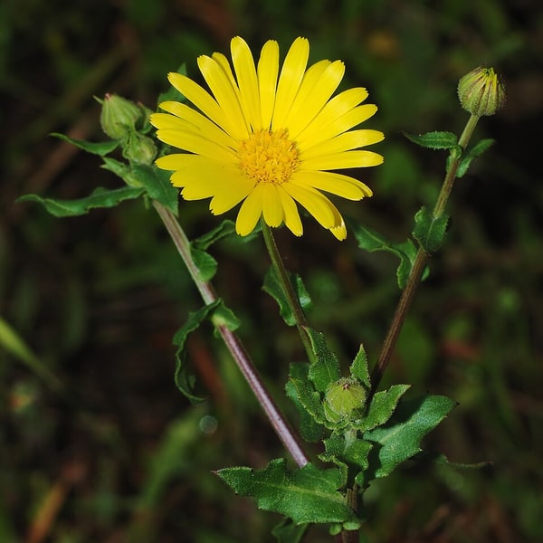 Calendula Seed