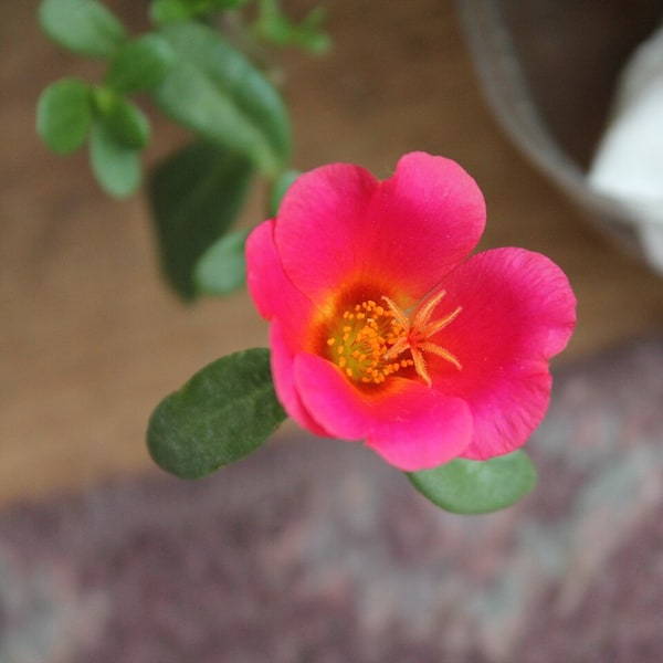 Portulaca Seed