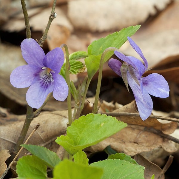 Pansy Seed