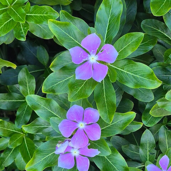 Vinca Seed