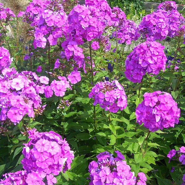 Phlox Seed