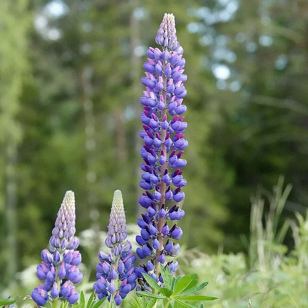 Lupin Flower Seed