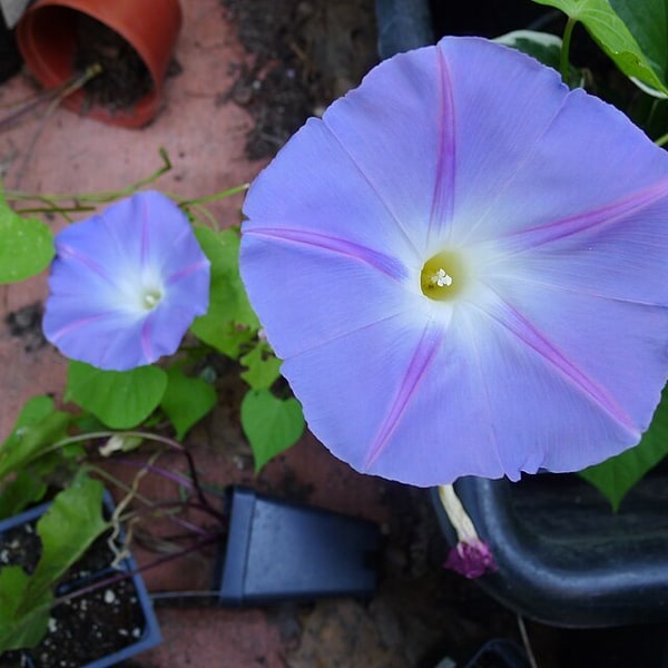 Morning Glory Seed
