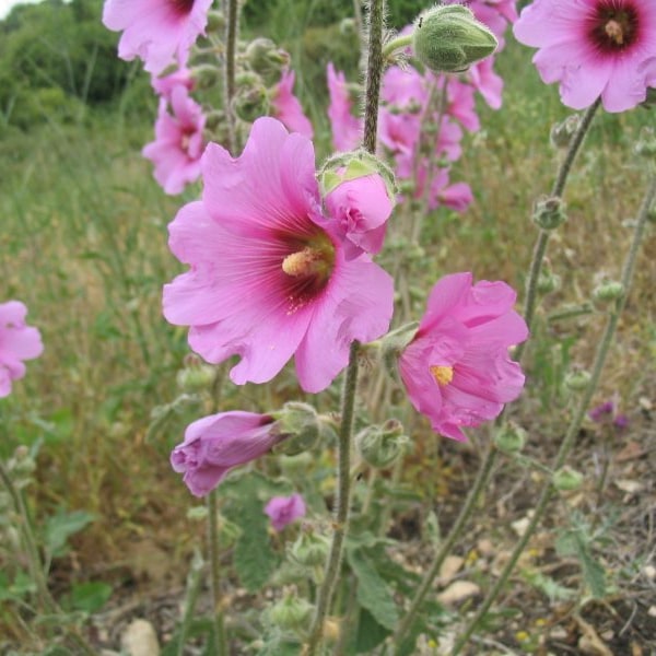 Hollyhock Seed