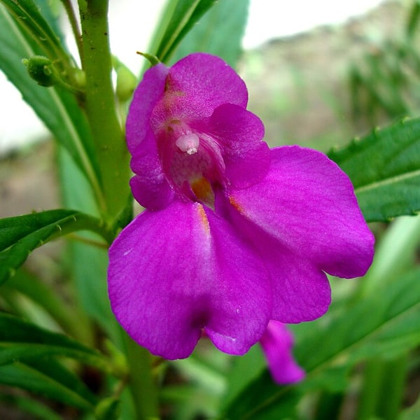 Balsam Seed