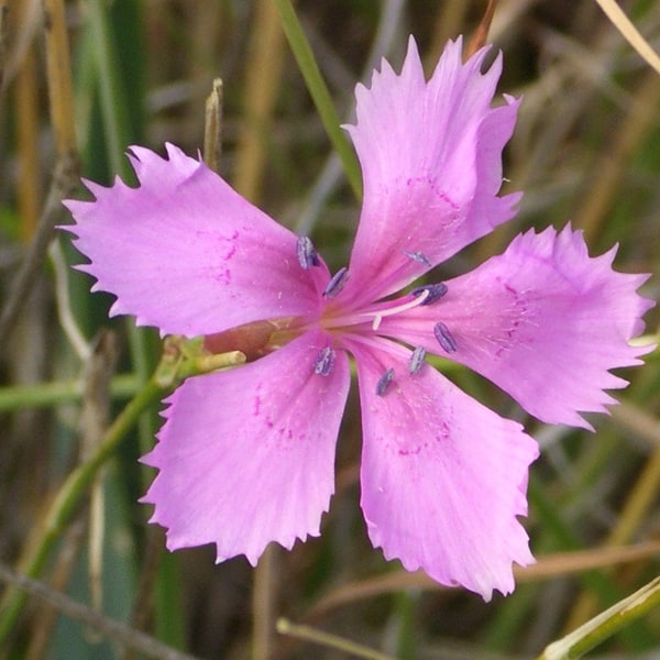 Dianthus Seed