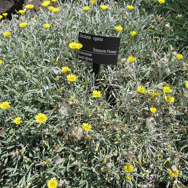 Gazania Seed