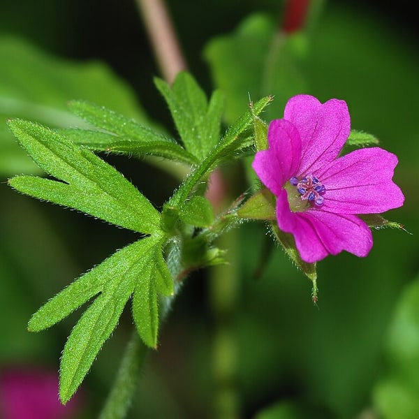 Geranium Seed