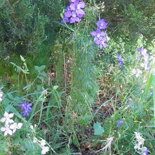 Larkspur Seed