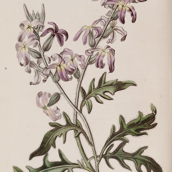Stock Flower Seed