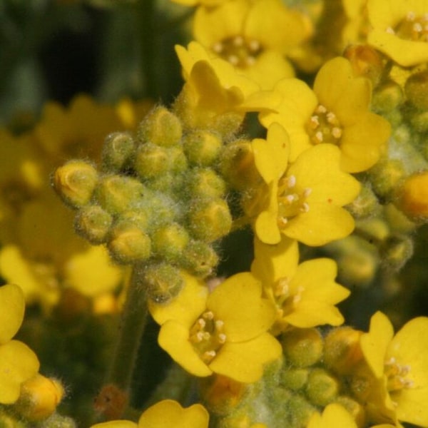 Alyssum Seed