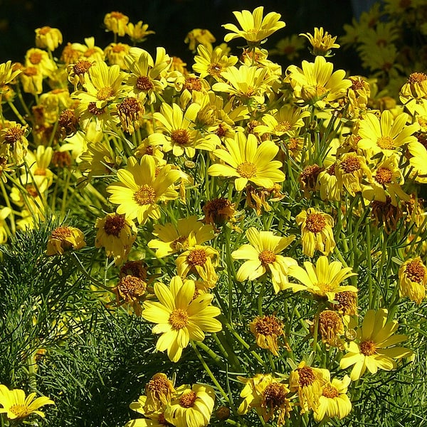 Coreopsis Seed