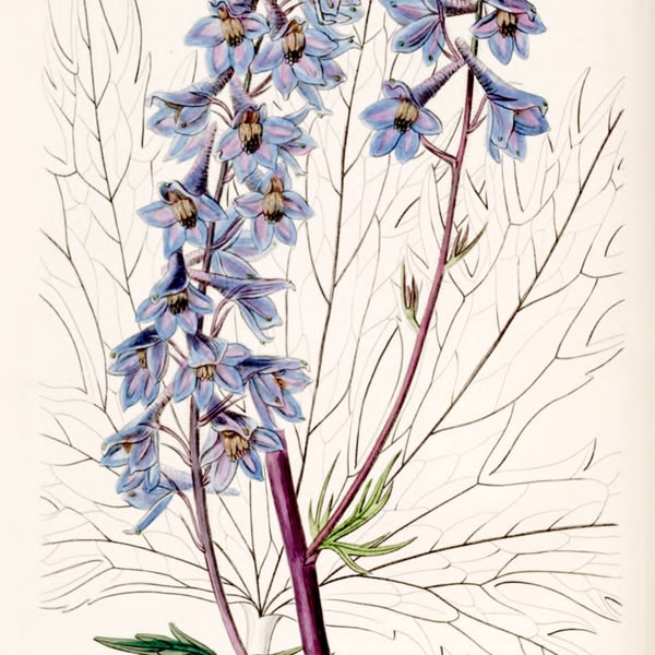 Delphinium Seed