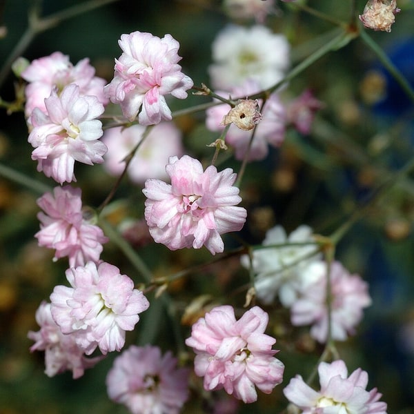 Gypsophila Seed