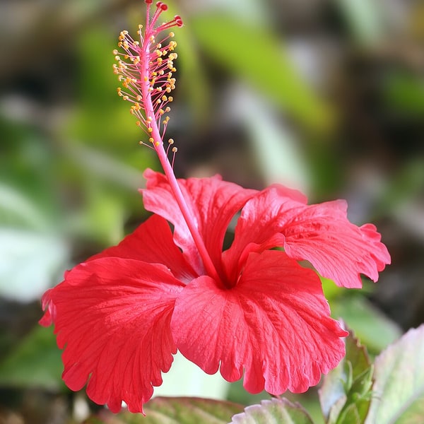 Hibiscus Seed