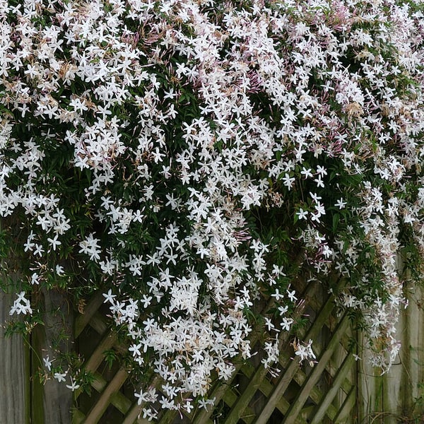Jasmine Seed