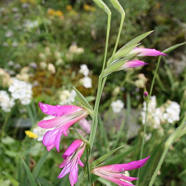 Gladiolus Seed