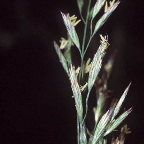 Fescue Seed