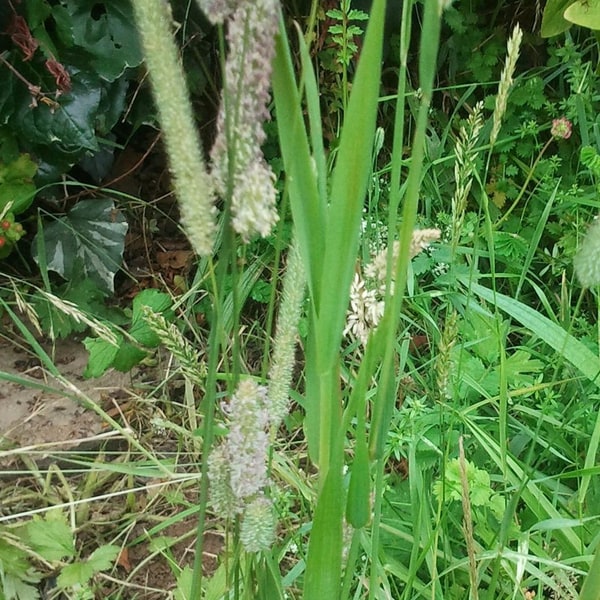 Timothy Grass Seed