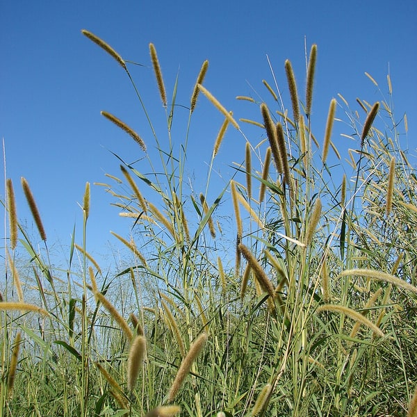 Napier Grass Seed