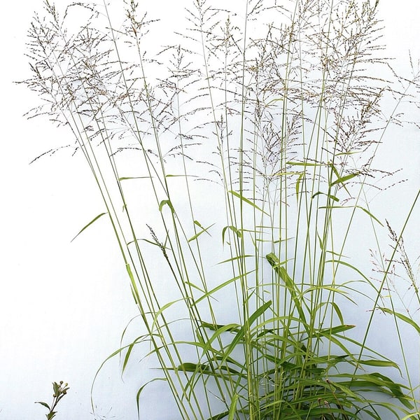 Guinea Grass Seed