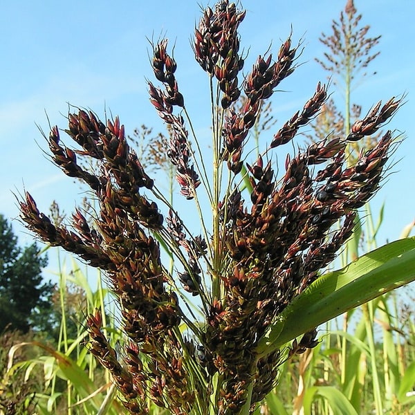 Sorghum Fodder Seed