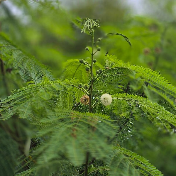 Subabul Seed