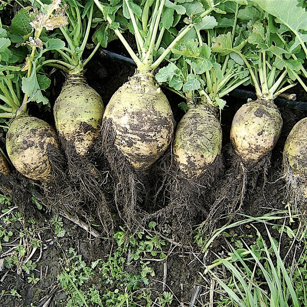 Fodder Turnip Seed