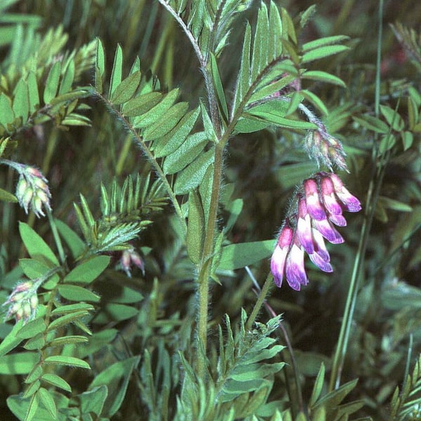 Vetch Seed