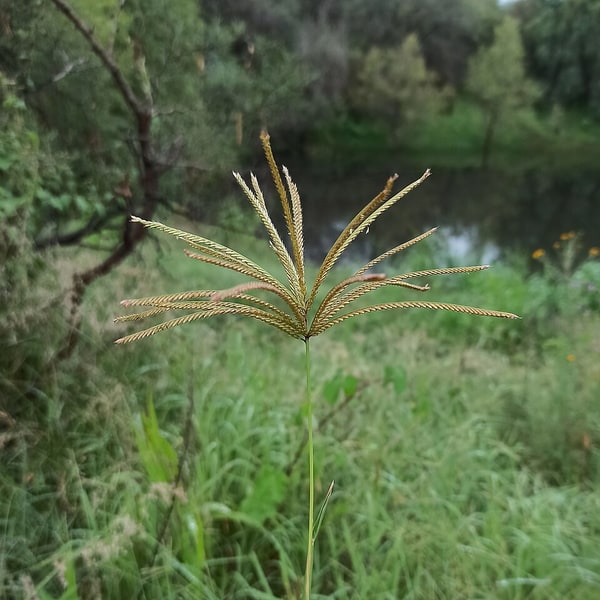Rhodes Grass Seed