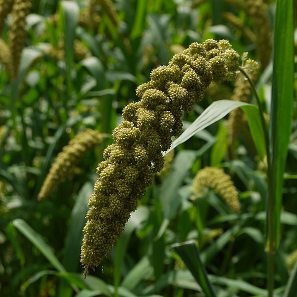 Setaria Grass Seed