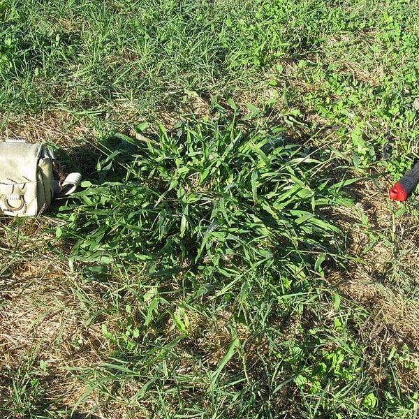 Congo Signal Grass Seed