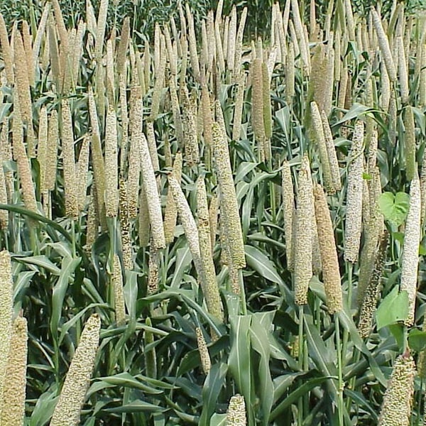 Fodder Bajra Seed