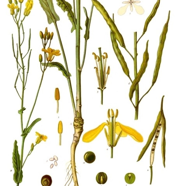 Fodder Rapeseed Seed