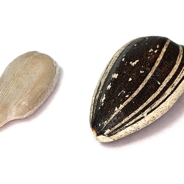 Fodder Sunflower Seed