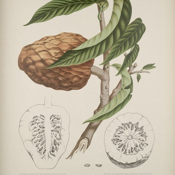 Custard Apple Seed